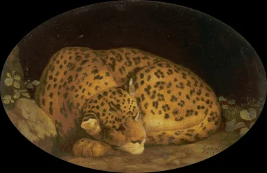 Schlafender Leopard